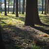 Woods