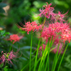 曼珠沙華