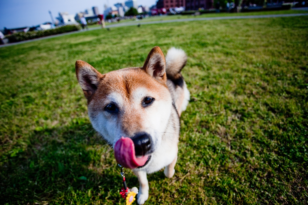 Cute Shiba Inu