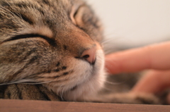 うつつ
