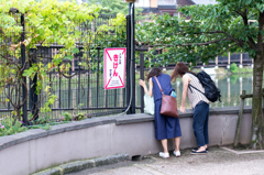 見たくなる