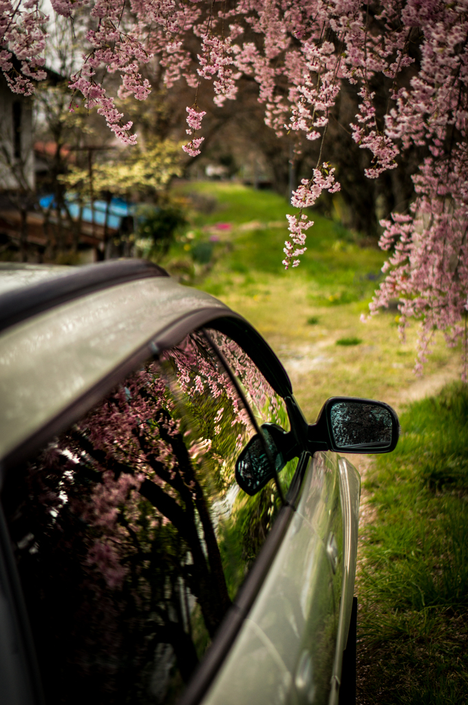 桜2