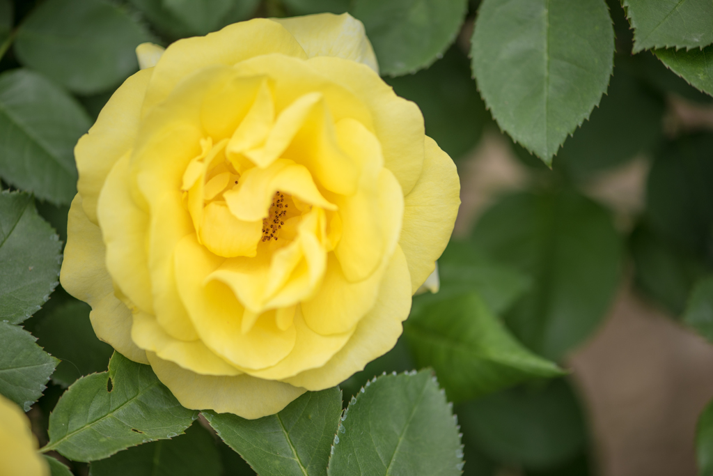 黄薔薇