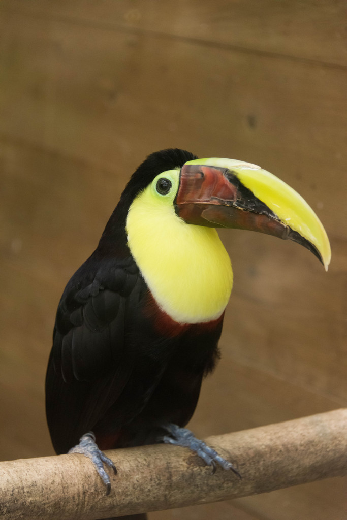 籠の鳥