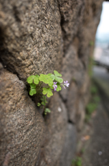 石垣に咲くド根性花