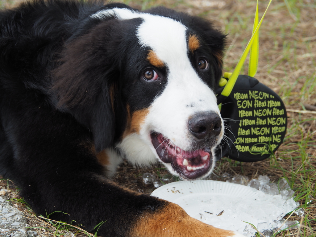 氷をオネダリ！