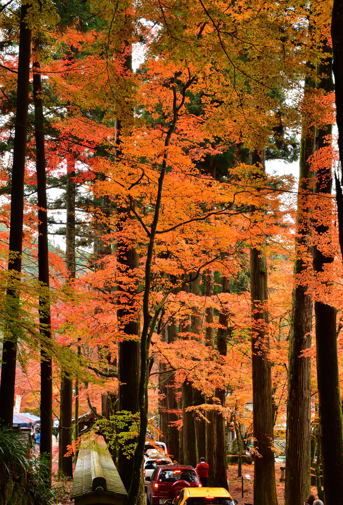紅葉真っ盛り