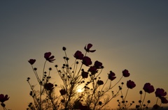 秋の夕暮れ