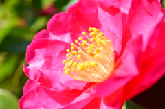 山茶花