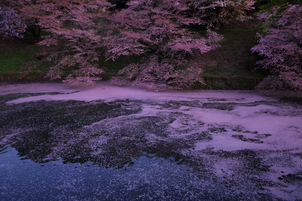Sakura Gradation