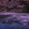 Sakura Gradation