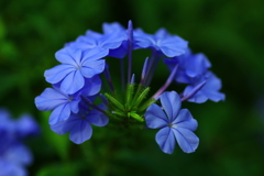 しずくblue　蒼く秘めた熱い想い