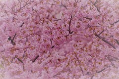 春恋桜色。