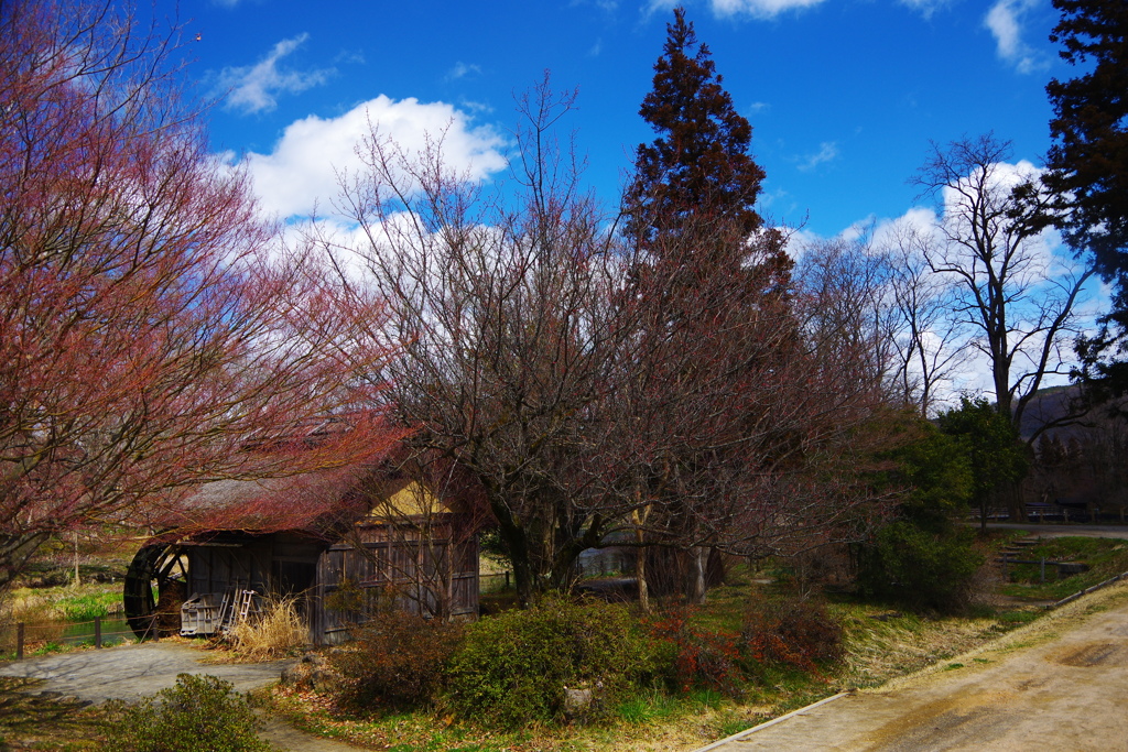 早春の安曇野・水車小屋の春