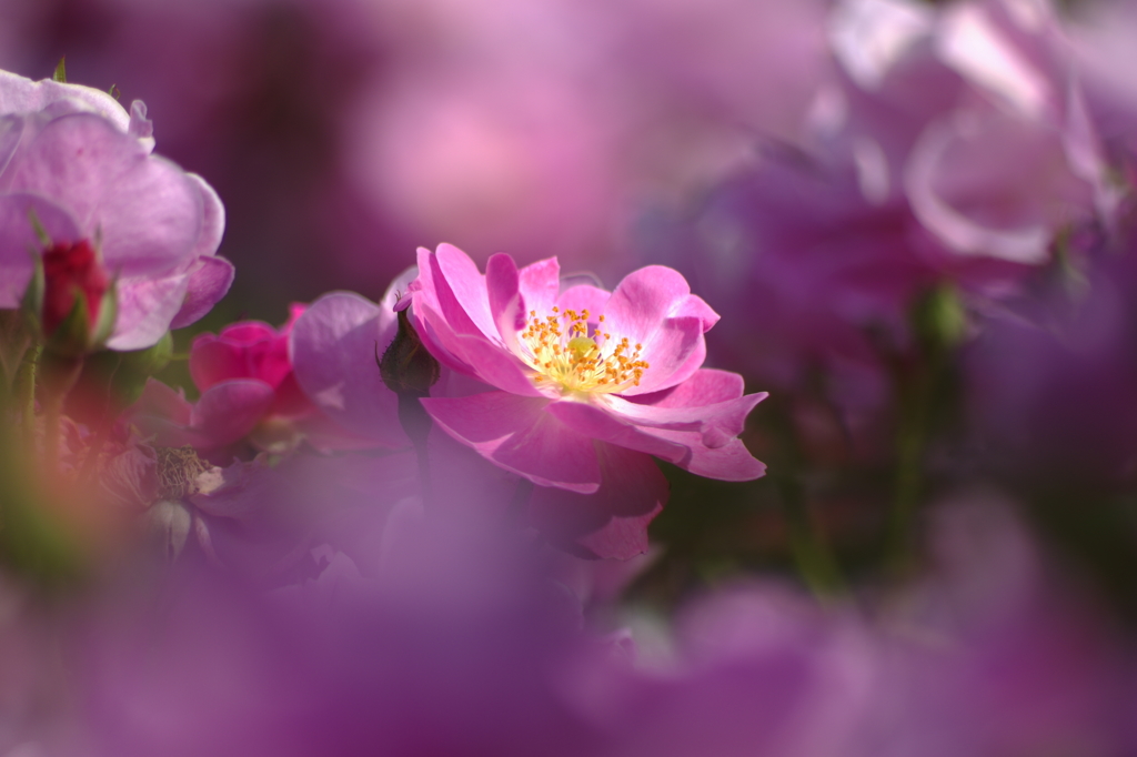 しずくpink　いつまでも夢を魅せて♥