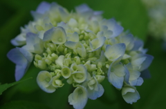 バラクライングリッシュガーデンで咲く花たち6