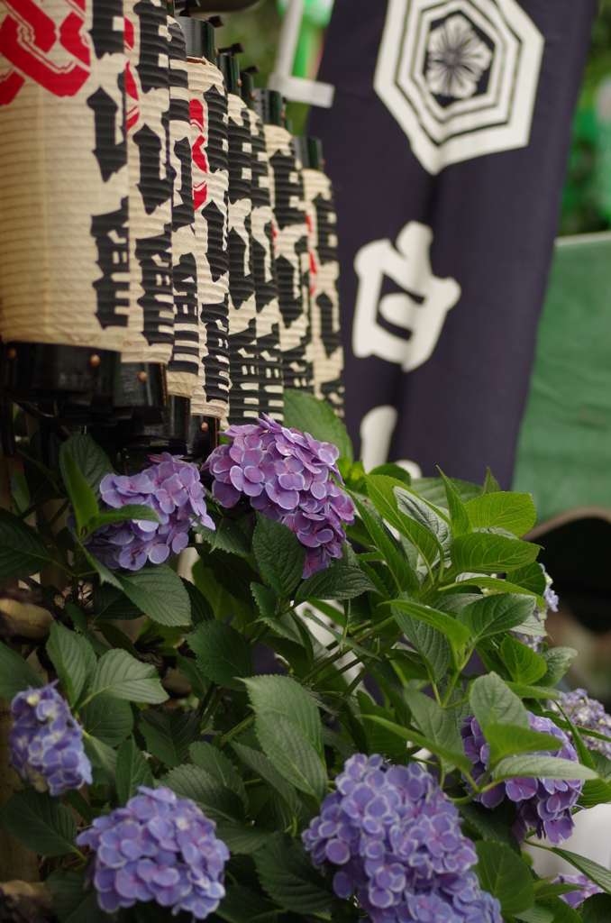 紫陽花祭り・白山神社2