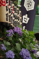 紫陽花祭り・白山神社2