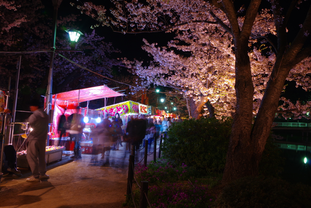 夜桜もいいけど・・・