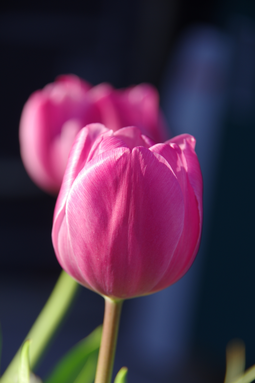 しずくpink　恋色。