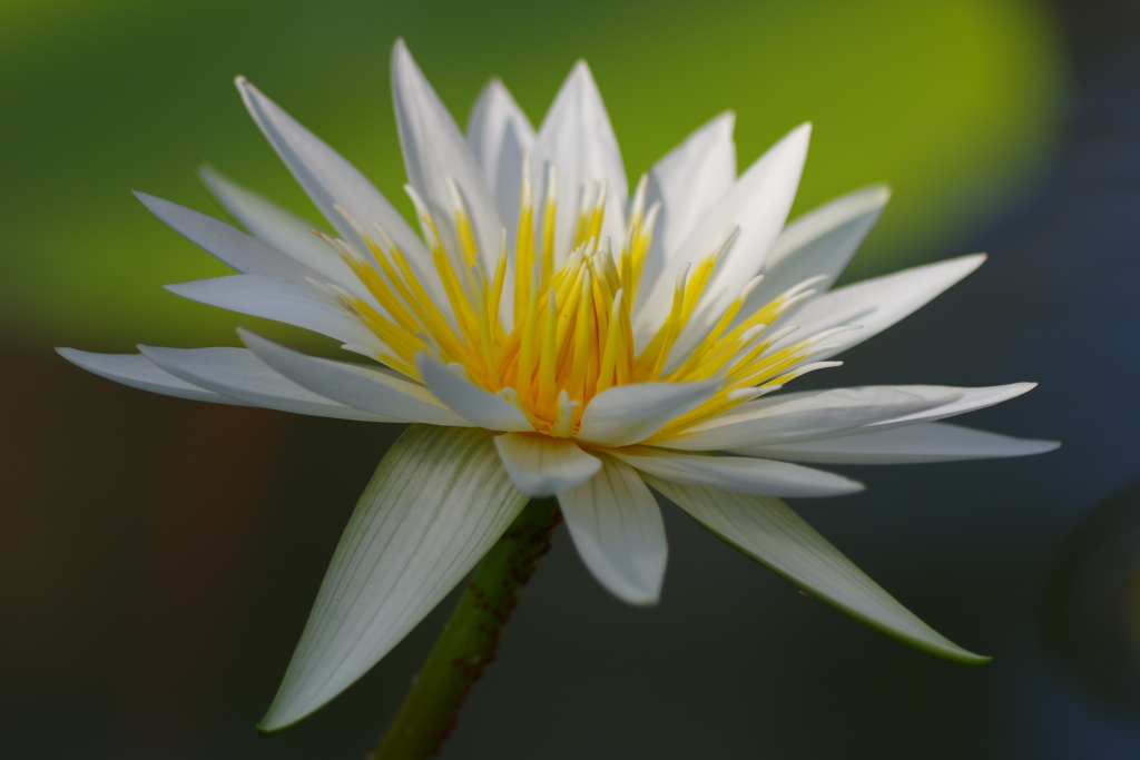 清純・乙女の祈り。