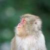しずくちゃん、今度はいつおいらに逢いにきてくれる？ウッキ～