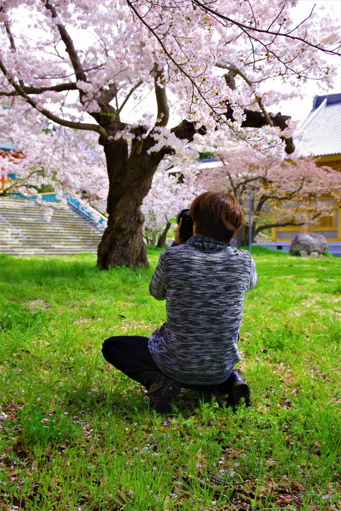 桜色の面影♬*.+゜