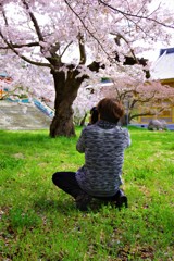 桜色の面影♬*.+゜