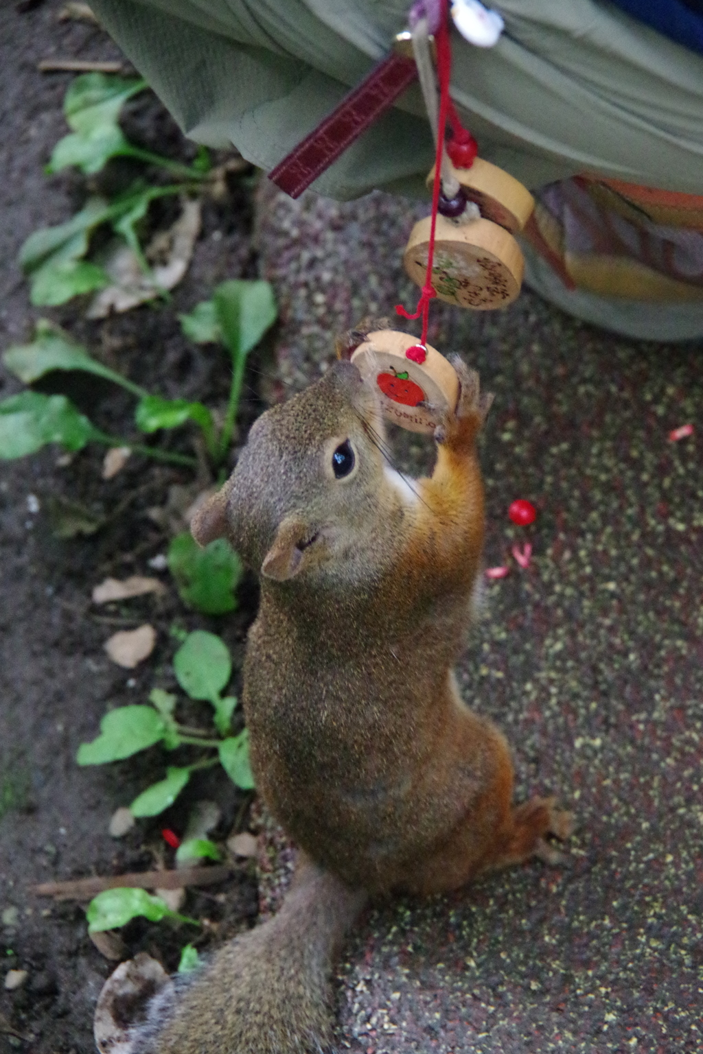 甘酸っぱい恋の味(*^_^*)