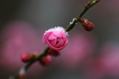 しずくpink　雪綿帽子で春を待つ