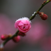 しずくpink　雪綿帽子で春を待つ