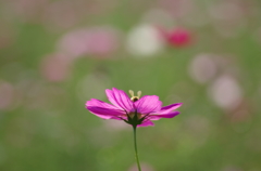 しずくpinkのお花で　可愛いかくれんぼ♫