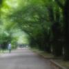 season of new green leaves