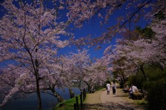 cherry blossoms　pathway，゜．：。＋゜