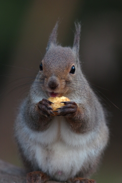 ねぇ・・・しずくちゃんも食べる？