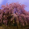 華やかな〝はる〟♬*.+゜