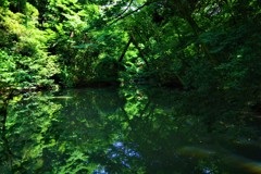 妖精の棲む森