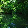 妖精の棲む森