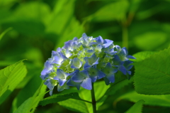 しずくblue　今日もあなたにsmile～