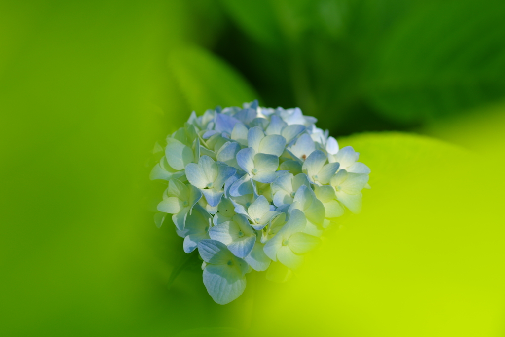 しずくblue　shine