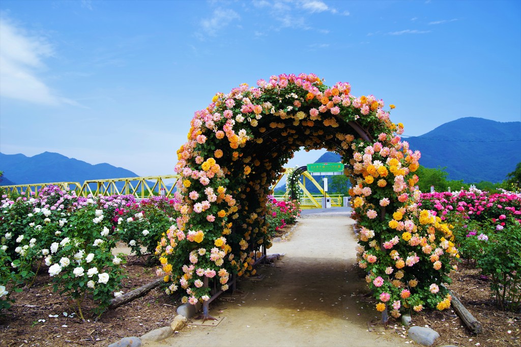 碧空の似合う花園☆。.:＊・゜