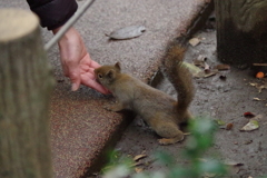 いつの日か・・・手乗りに～(*^ー゜)