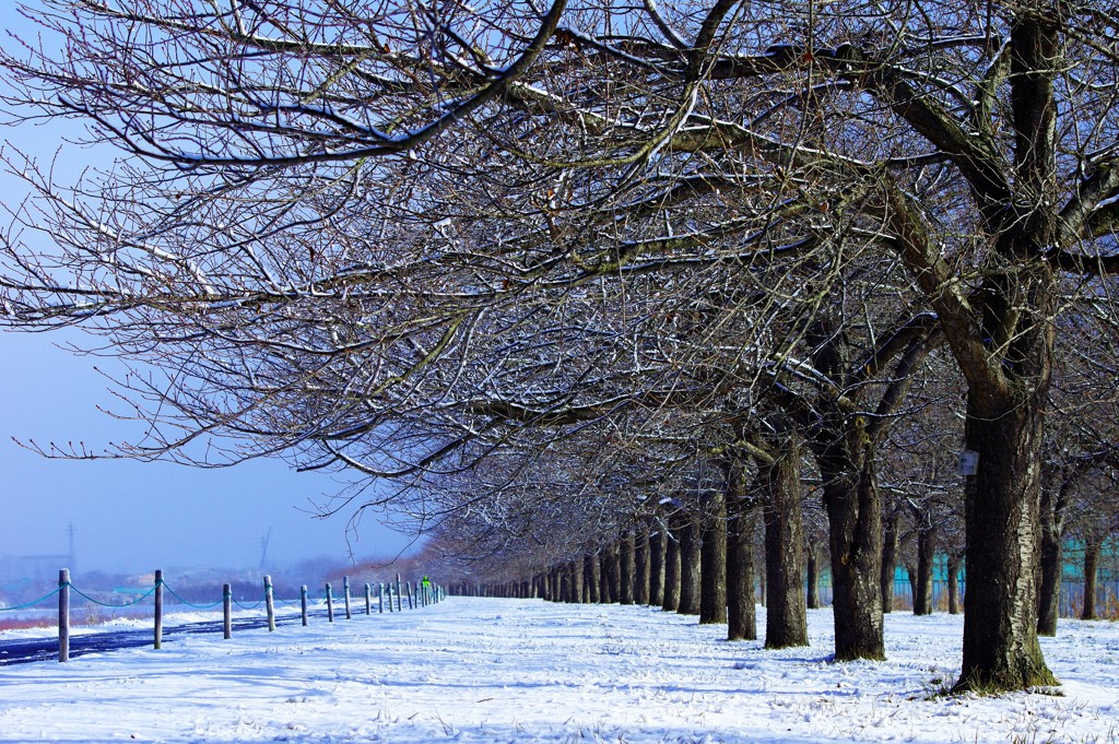 君と歩いた〝雪華〟の小径♪。.:＊・゜