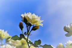 I hope you'll have a nice day♬*.+゜