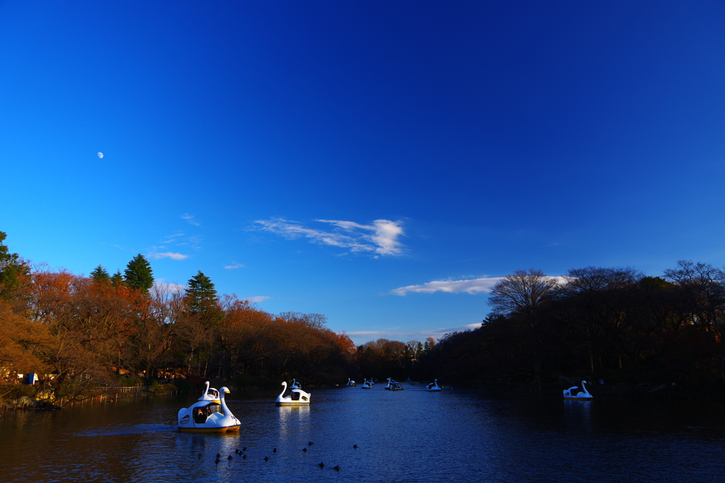 しずくBlue　水鳥と戯れる冬の日