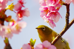 サクラジロ～可愛い桜が大好き♡