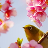 サクラジロ～可愛い桜が大好き♡