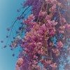 華やぐ春，゜．：。＋゜