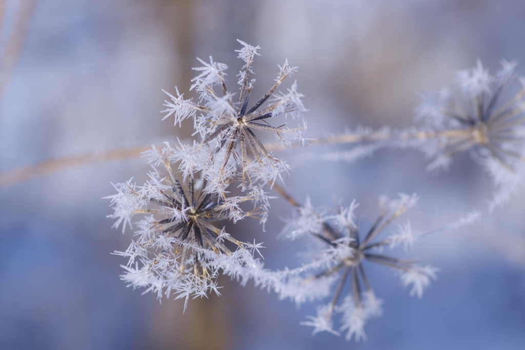 雪の華