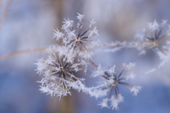 雪の華
